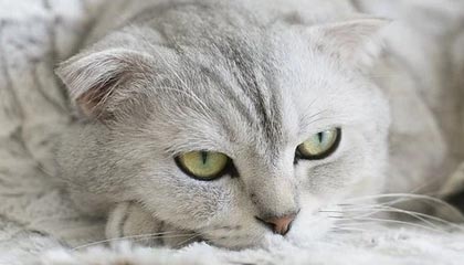 成都兴城官宣卡洛斯不再执教 感谢打下坚实基础